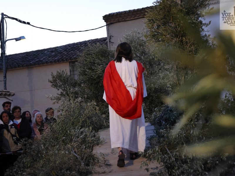 huerto de olivos (4)