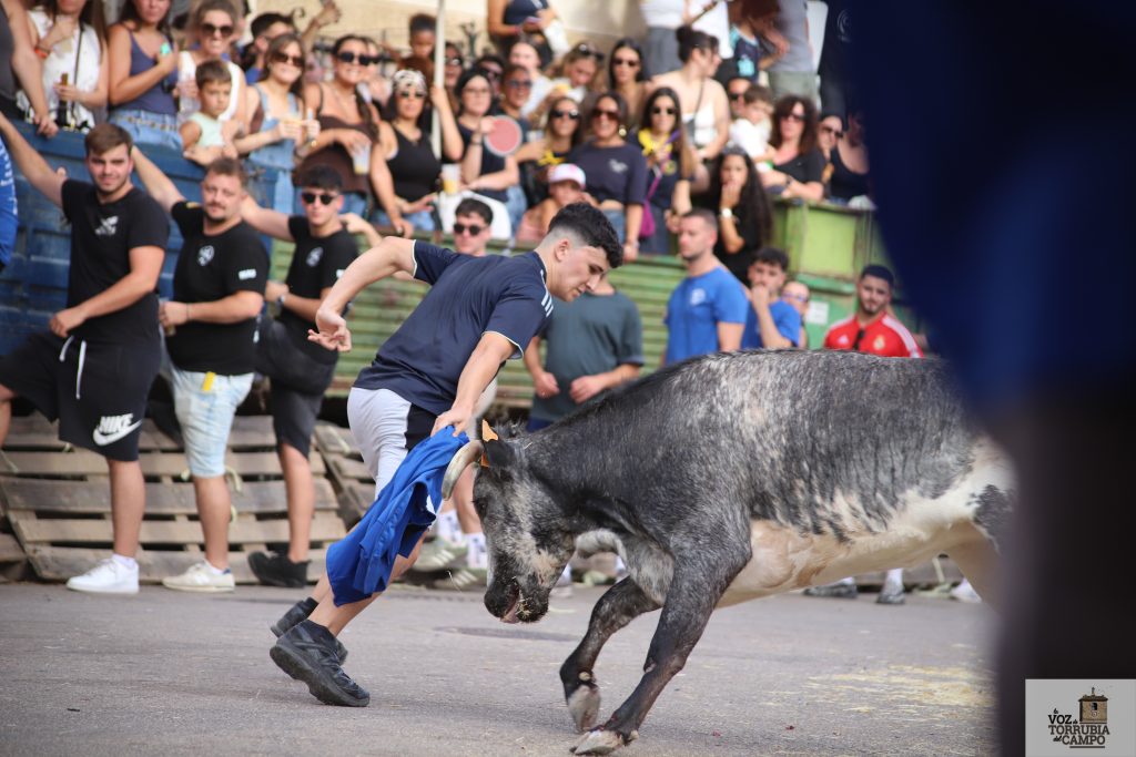 suelta de reses 2026 75